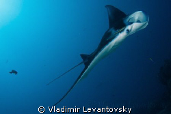 Manta ray. Playful and very social, she loved when I blew... by Vladimir Levantovsky 